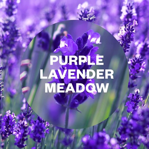 Air wick purple lavender - air,